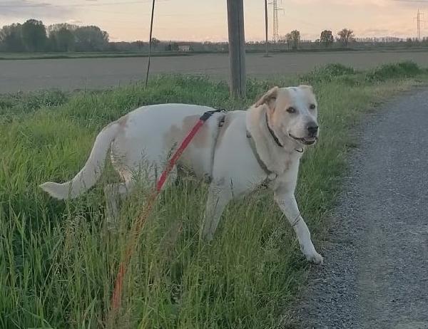 Toby cane un po’ timoroso, adozione responsabile Foto 7